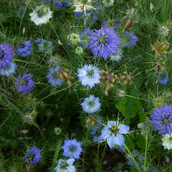 Love-in-a-mist flowers (Nigella damascena) in shades of blue and purple with green feathery foliage and seed pods.