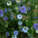 Love-in-a-mist flowers (Nigella damascena) in shades of blue and purple with green feathery foliage and seed pods.