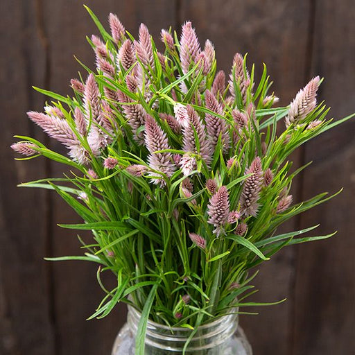Fresh pink wheat celosia bouquet in a glass jar, rustic wood background.