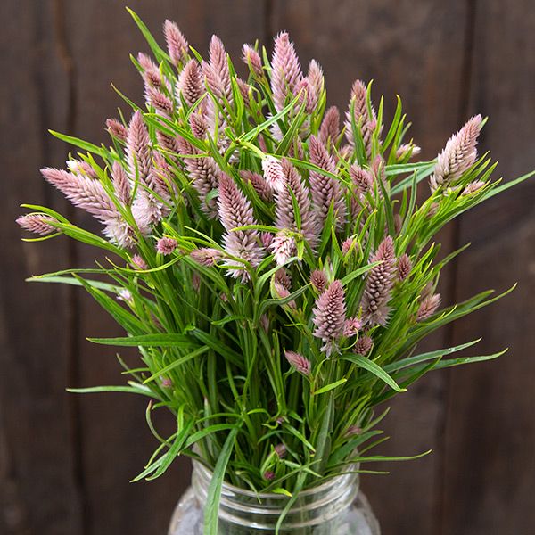 Fresh pink wheat celosia bouquet in a glass jar, rustic wood background.