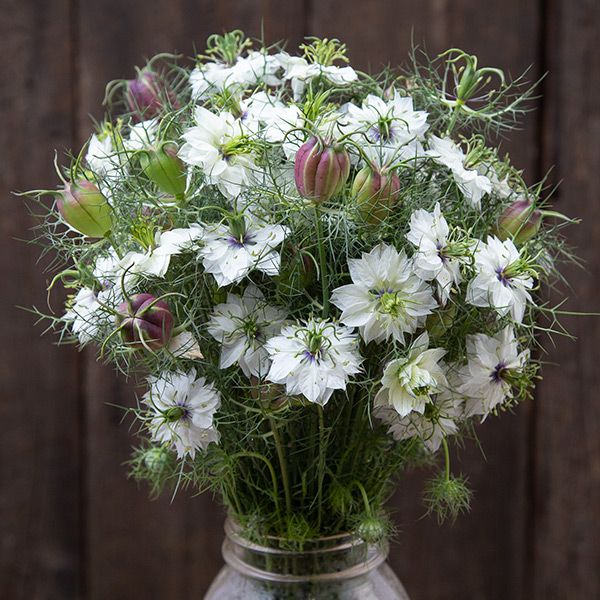 White Nigella damascena (Love-in-a-mist) bouquet with green feathery foliage and unique purple seed pods.