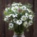 White Nigella damascena (Love-in-a-mist) bouquet with green feathery foliage and unique purple seed pods.