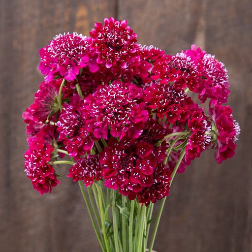 Vibrant magenta Scabiosa pincushion flower bouquet. Fresh cut blooms with white accents for garden or arrangements.