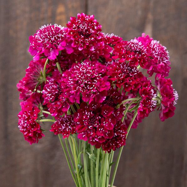 Vibrant magenta Scabiosa pincushion flower bouquet. Fresh cut blooms with white accents for garden or arrangements.