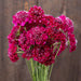 Vibrant magenta Scabiosa pincushion flower bouquet. Fresh cut blooms with white accents for garden or arrangements.