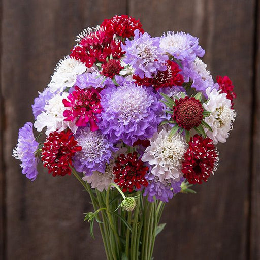 Vibrant Scabiosa bouquet with red, white, purple, and magenta pincushion flowers. Ideal for garden and cut flower arrangements.