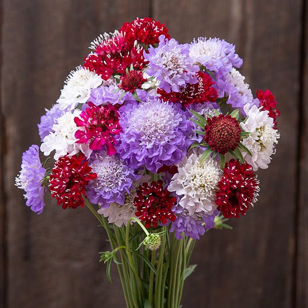 Vibrant Scabiosa bouquet with red, white, purple, and magenta pincushion flowers. Ideal for garden and cut flower arrangements.