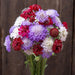 Vibrant Scabiosa bouquet with red, white, purple, and magenta pincushion flowers. Ideal for garden and cut flower arrangements.