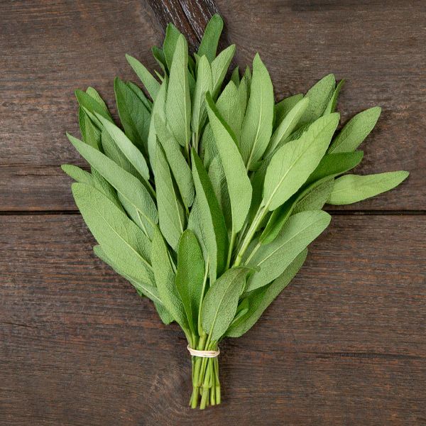 Fresh green sage leaves tied in a bunch on dark wood. Aromatic culinary herb for cooking.