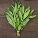 Fresh green sage leaves tied in a bunch on dark wood. Aromatic culinary herb for cooking.
