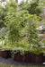 Traditional Diamond Rounded Arch Trellis