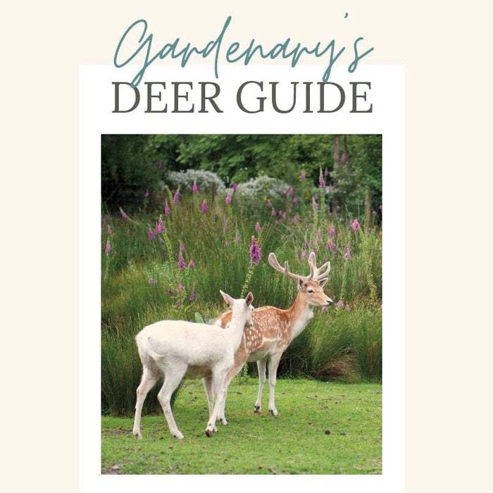 Gardenary's Deer Guide: White deer and spotted buck with antlers in a field of purple flowers.