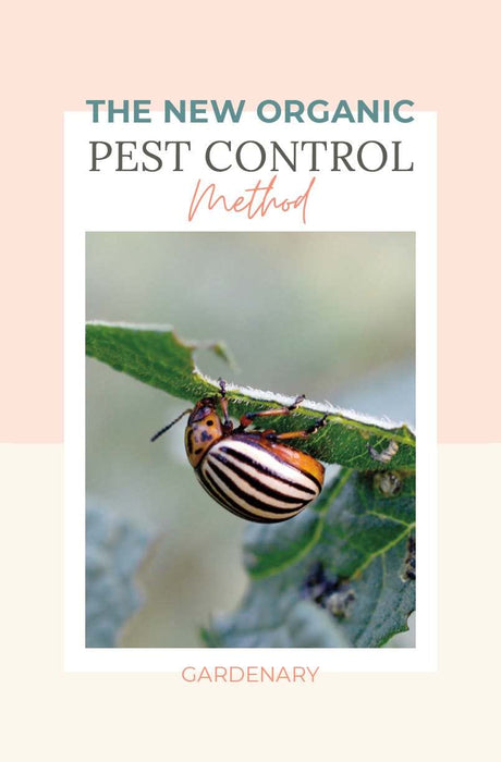 Orange and black striped Colorado potato beetle on a damaged leaf. Essential for organic pest control & garden solutions.