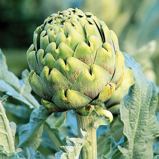 Fresh green artichoke bud on its plant, with large leaves. Healthy, edible vegetable for cooking and gardening.