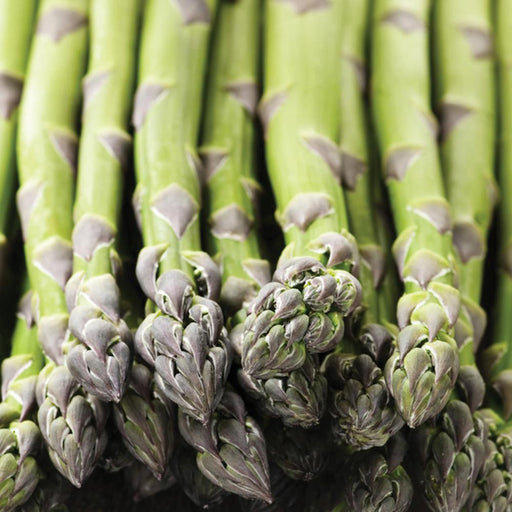 Fresh green asparagus spears with vibrant purple tips, healthy spring vegetable produce.