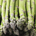 Fresh green asparagus spears with vibrant purple tips, healthy spring vegetable produce.
