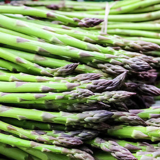 Fresh green asparagus spears with vibrant purple tips. Healthy, organic spring vegetable produce.