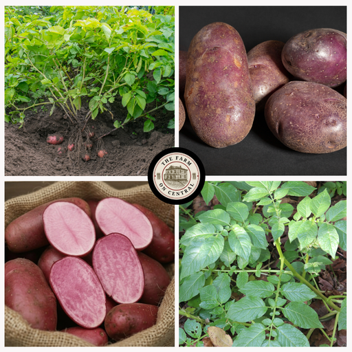 Red potatoes: growing plant with tubers, harvested whole, cut revealing pink flesh, and green foliage.