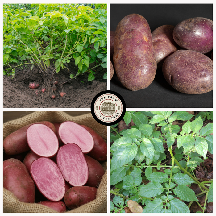 Red potatoes: growing plant with tubers, harvested whole, cut revealing pink flesh, and green foliage.
