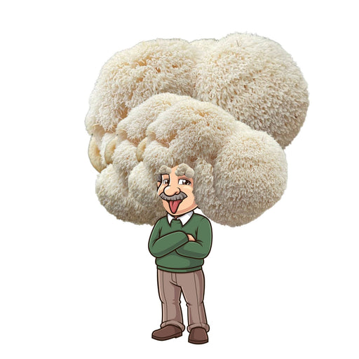 Cartoon man with Hericium erinaceus (Lion's Mane mushroom) 'brain,' for cognitive health & memory support.