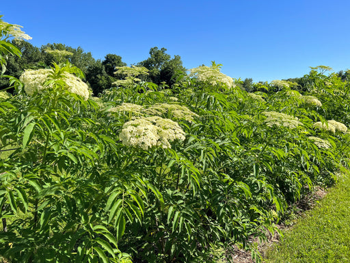 Blooming elderflower field with white flower clusters and vibrant green leaves under a clear blue sky.
