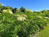 Rows of elderflower plants blooming with white flowers and green leaves on a sunny farm under a clear blue sky.