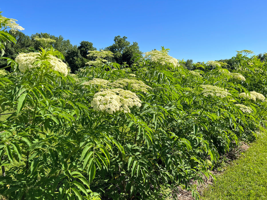 Field of blooming elderberry plants with white flowers, green leaves, and a clear blue sky.