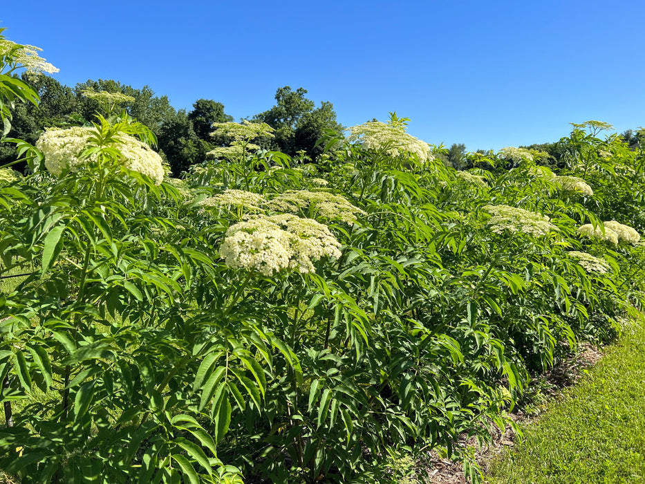 Field of blooming elderflower plants with white blossoms, lush green leaves, and a clear blue sky. Ideal for elderberry harvest.