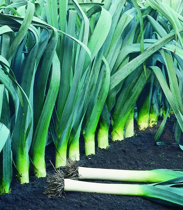 Vibrant green leeks growing in a farm field. Two freshly harvested leeks with roots on dark soil.