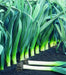 Vibrant green leeks growing in a farm field. Two freshly harvested leeks with roots on dark soil.