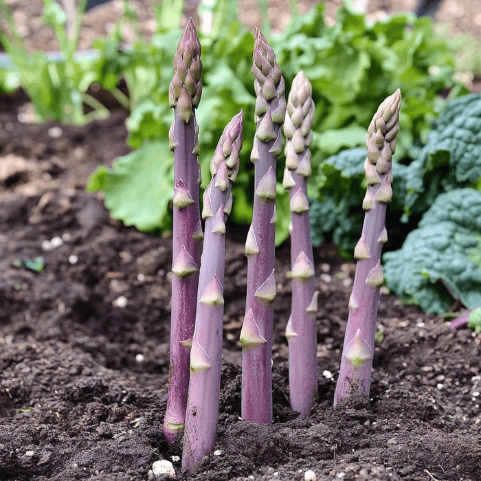 Vibrant purple asparagus spears growing in rich garden soil, ready to harvest.