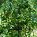 Wide Pillar Obelisk Trellis Kit