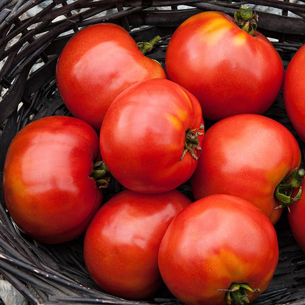 Ripe red tomatoes with yellow shoulders in a dark woven basket. Fresh garden harvest.