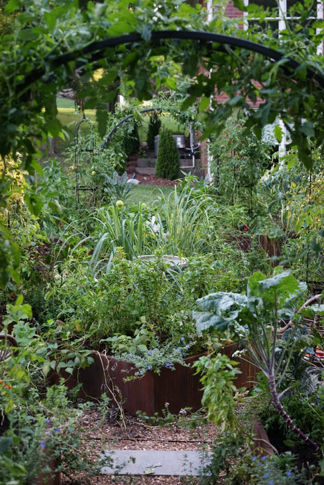 Lush home vegetable garden with raised corten steel beds, a tomato arch, kale, leeks, and herbs. Gravel path.