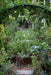 Lush home vegetable garden with raised corten steel beds, a tomato arch, kale, leeks, and herbs. Gravel path.