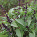 Vibrant green basil herb plant with dark purple flower spikes and buds.