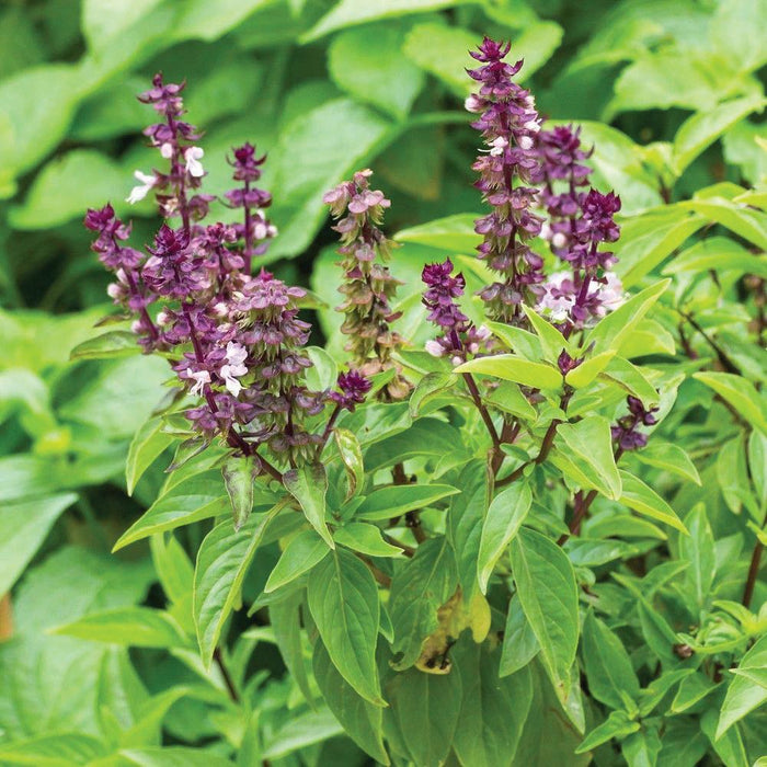 Basil plant with bright green leaves and numerous purple flower spikes. Fresh garden herb.
