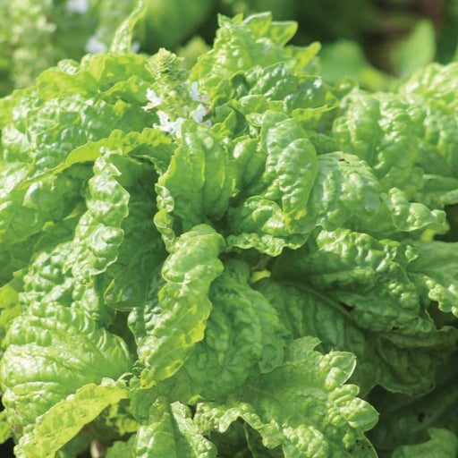 Genovese basil plant with vibrant green ruffled leaves and small white flowers.