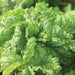 Genovese basil plant with vibrant green ruffled leaves and small white flowers.