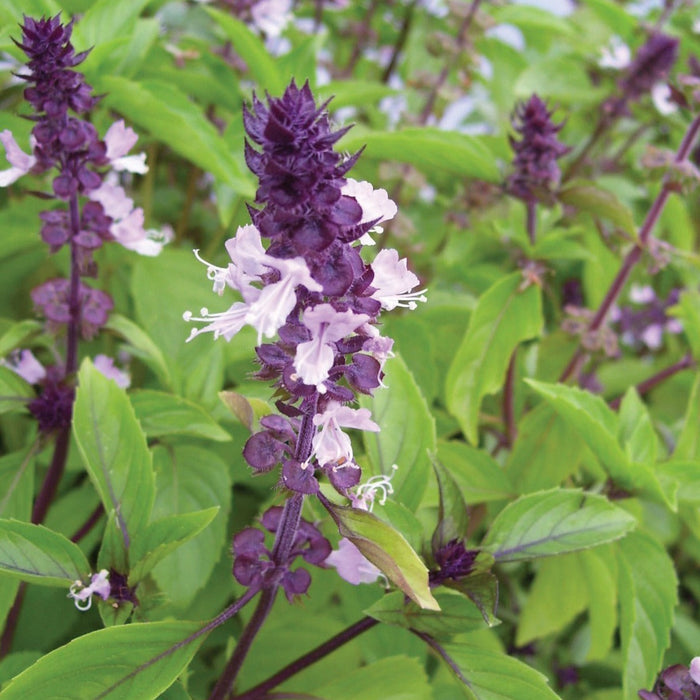 Flowering purple basil plant with dark purple spikes, delicate pink blooms, and vibrant green leaves.