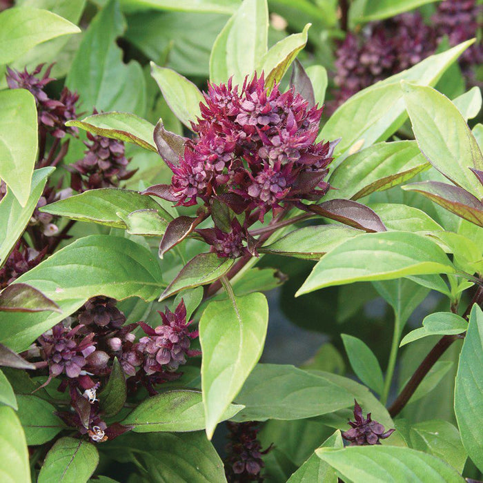 Flowering Thai basil plant with striking deep purple blossoms and bright green leaves. Aromatic garden herb.