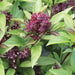 Flowering Thai basil plant with striking deep purple blossoms and bright green leaves. Aromatic garden herb.
