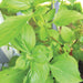 Healthy green basil plant with fresh leaves and developing flower buds. Ideal for garden or culinary use.