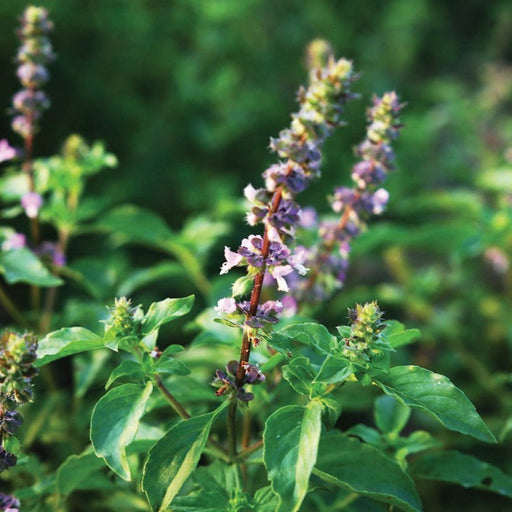 Flowering basil plant with purple flower spikes and lush green leaves.