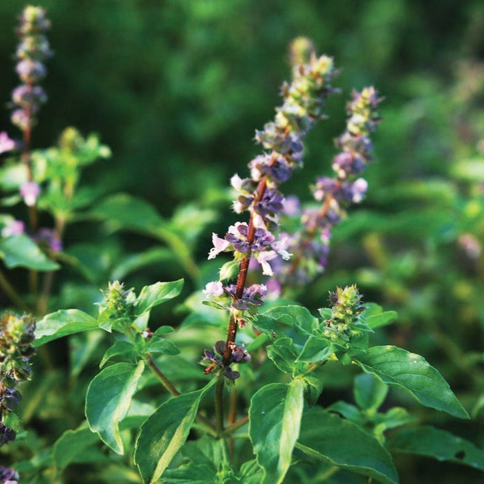 Flowering basil plant with purple flower spikes and lush green leaves.