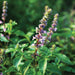 Flowering basil plant with purple flower spikes and lush green leaves.