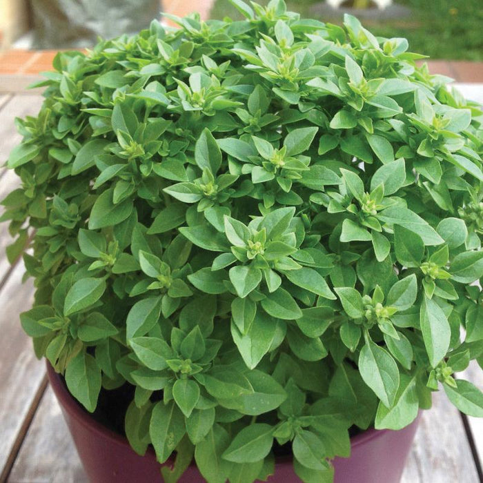 Potted Greek basil plant with lush green leaves. Fresh, aromatic herb for kitchen gardens & culinary use.