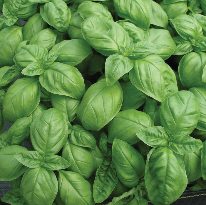 Vibrant green basil leaves, fresh aromatic culinary herb.