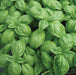 Vibrant green basil leaves, fresh aromatic culinary herb.