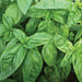 Healthy, vibrant green basil leaves. Fresh herb, garden plant, culinary use, cooking, pesto ingredients.
